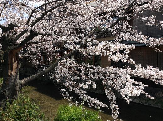 4月1日白川南川沿い桜