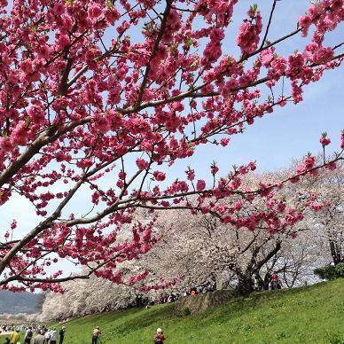 4月1日八幡堤桜