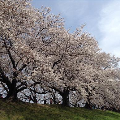 4月1日八幡堤上桜