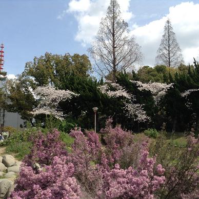 4月3日ウツボ雪柳と桜