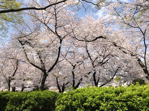4月3日ウツボ緑と桜JPG
