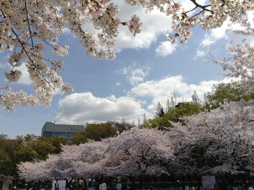 4月3日ウツボ桜と青い空