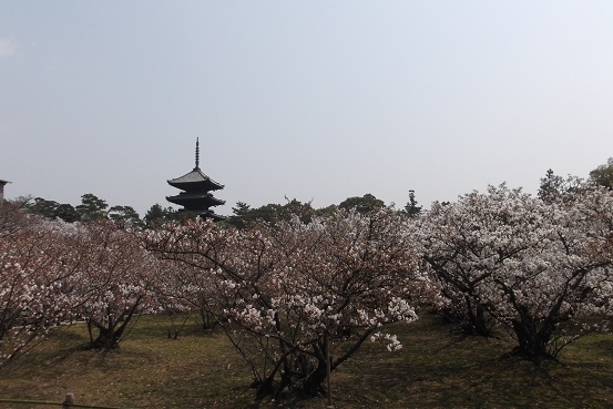 仁和寺桜の向こうの五重塔