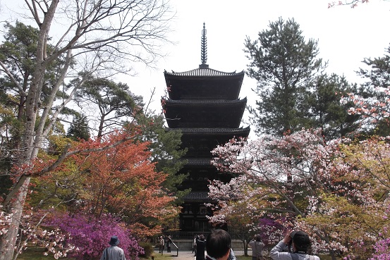 仁和寺桜とつつじと五重塔