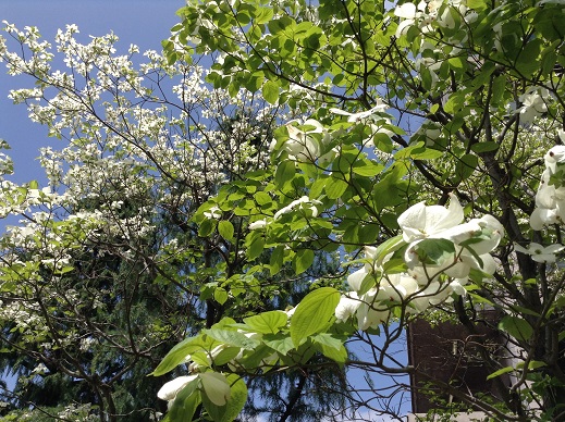 スカイビルの白い花