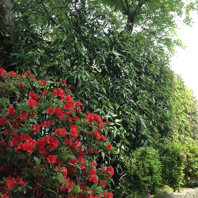 鈴虫寺の近く若葉と赤い花