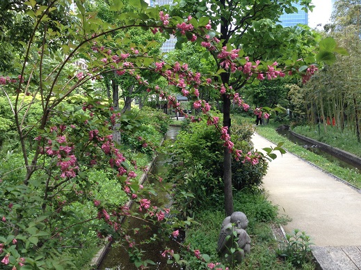 ピンクの花と小道