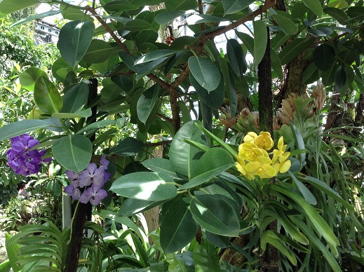 南国の黄色と紫の花