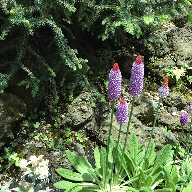 高山植物紫に赤