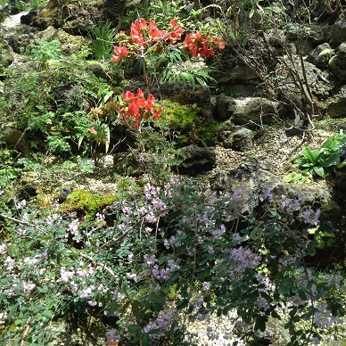 image高山植物赤い花と白紫
