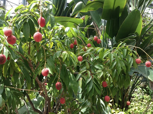 南国の紅いフルーツ