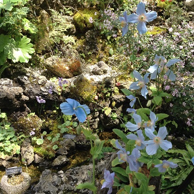 高山植物ブルー