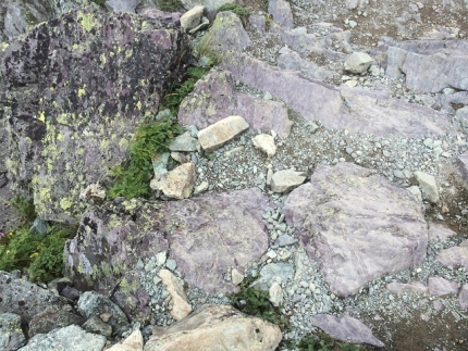紫の岩