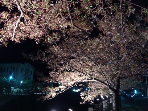 芦屋川桜ライトアップ　