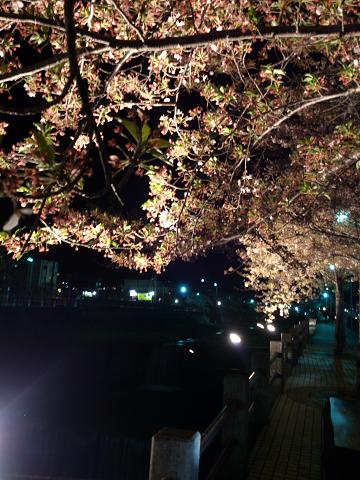 芦屋川桜ライトアップ2