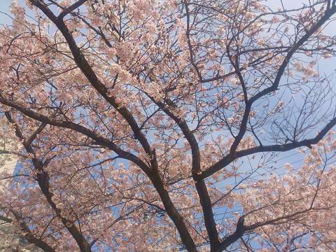 小さい公園の桜