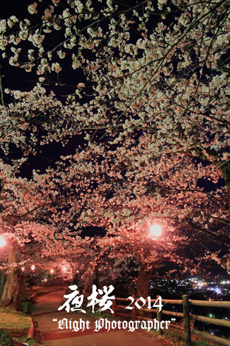 夜桜2014-3
