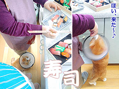 仙台の猫・ゆず丸、並ぶ。