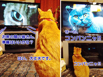 テレビをガン見する猫
