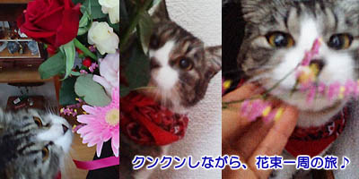 仙台の妊婦猫さん 「花」