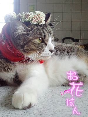 仙台の妊婦猫 「花」