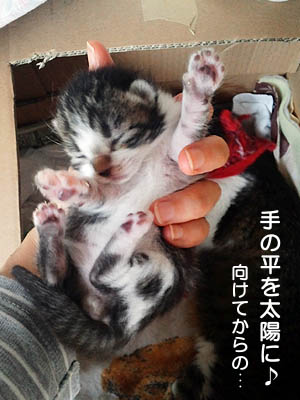 仙台の子猫、激カワ。生まれたて♪