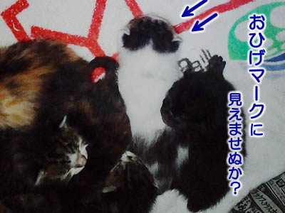 仙台の子猫で猫団子。