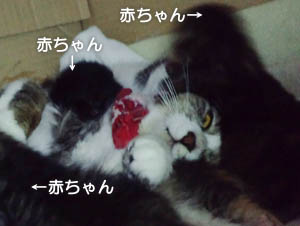 仙台の親子猫