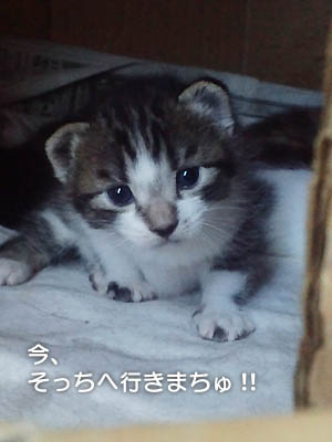 仙台の子猫、目が開きました！