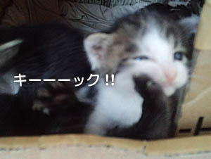 仙台の子猫マンガ③