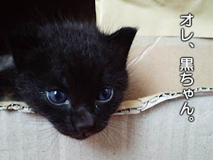 仙台の子猫マンガ④
