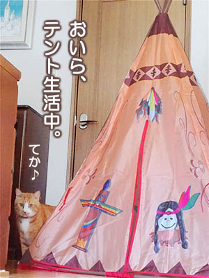 仙台の猫、テント生活中