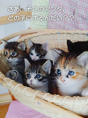 仙台の子猫ちゃん・収穫されました