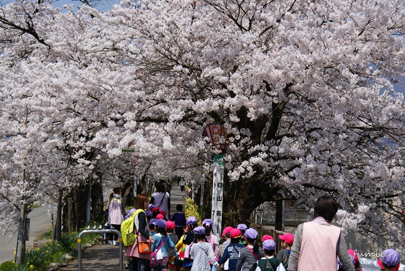 弁天桜満開