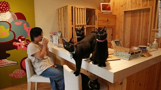 08cat-cafe-japan-horizontal-gallery.jpg