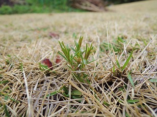 芝生の中のシバザクラ