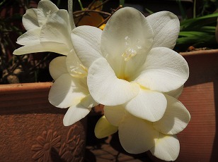 フリージア　花　白色