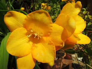 フリージア　花　黄色　（２）