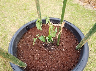 トマトベリーガーデン　鉢植え　植え付け完了　（２）