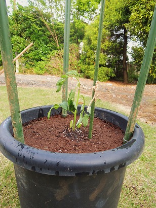 トマトベリーガーデン　鉢植え　植え付け完了　（１）