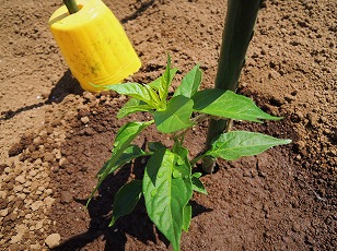 トウガラシ苗　タカノツメ　植え付け完了　（２）
