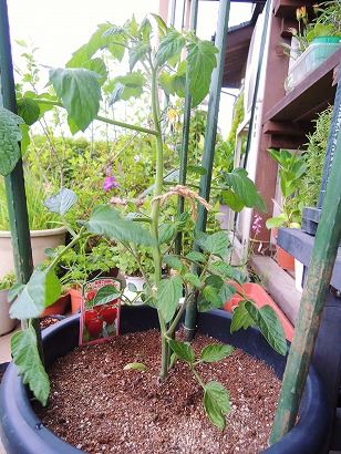 トマトベリーガーデン　鉢植え