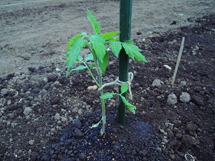 ミニトマト　イエローアイコ　苗　植え付け　（２）