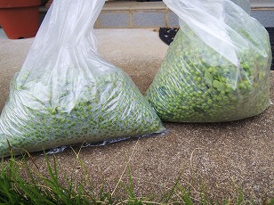 実山椒　収穫　（１）