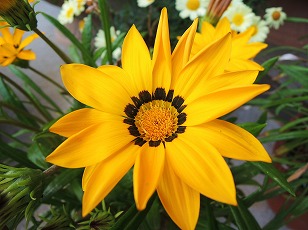 ガザニア　花　黄色