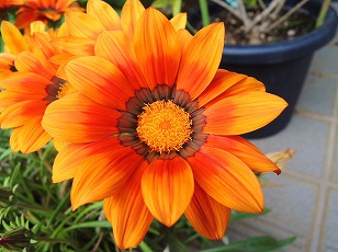 ガザニア　花　橙色