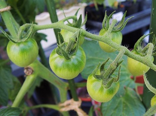 トマトベリーガーデン　鉢植え　１段目　実　（１）
