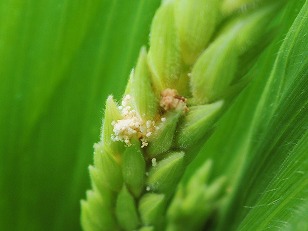 トウモロコシ　雄穂　アワノメイガ幼虫食害痕