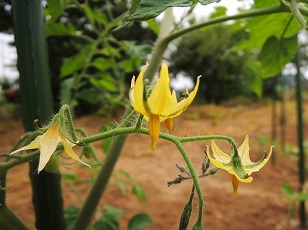 ミニトマト　イエローアイコ　花
