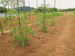 ミニトマト　イエローアイコ　第１弾栽培地